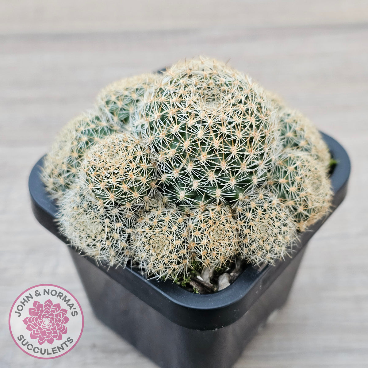 Rebutia 'Pink Sensation'