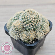 Load image into Gallery viewer, Rebutia 'Pink Sensation'