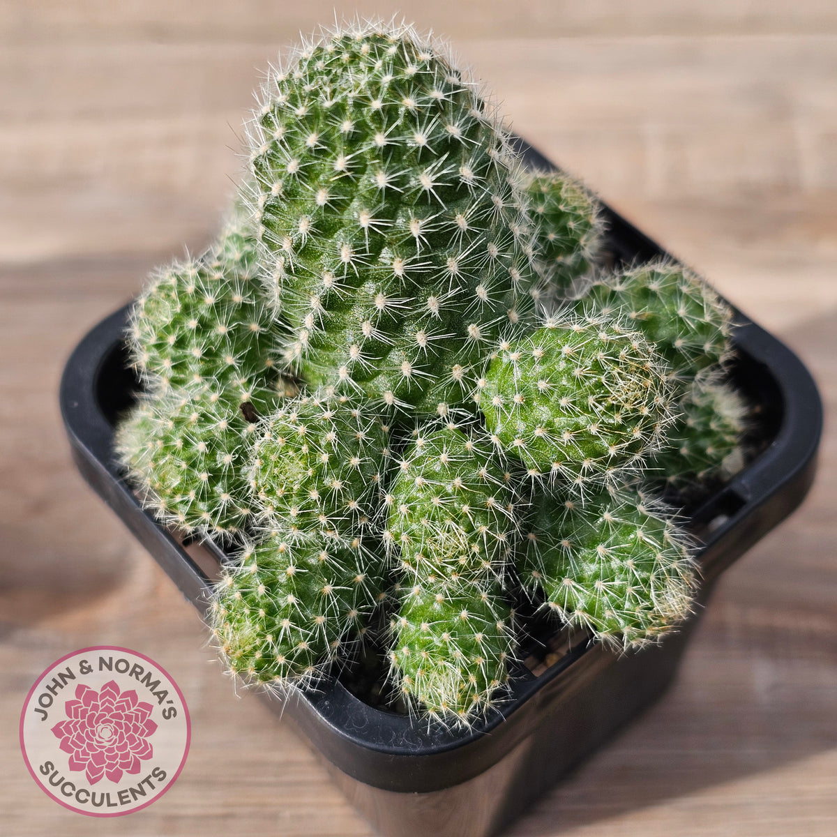 Rebutia pulvinosa 'Crown Cactus' (Yellow flowers)