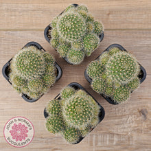 Load image into Gallery viewer, Rebutia pulvinosa 'Crown Cactus' (Orange flowers)