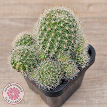 Load image into Gallery viewer, Rebutia pulvinosa 'Crown Cactus' (Orange flowers)
