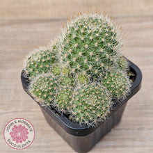 Load image into Gallery viewer, Rebutia pulvinosa 'Crown Cactus' (Orange flowers)