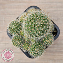 Load image into Gallery viewer, Rebutia pulvinosa 'Crown Cactus' (Orange flowers)
