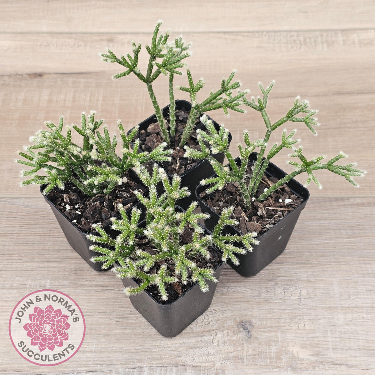 Rhipsalis pilocarpa