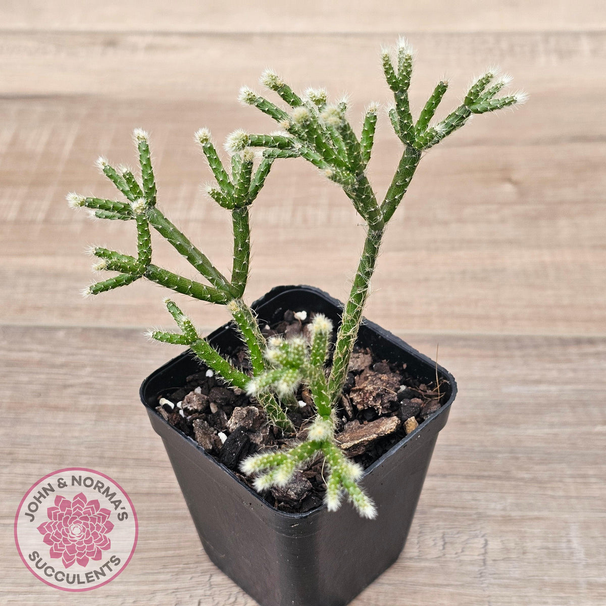 Rhipsalis pilocarpa
