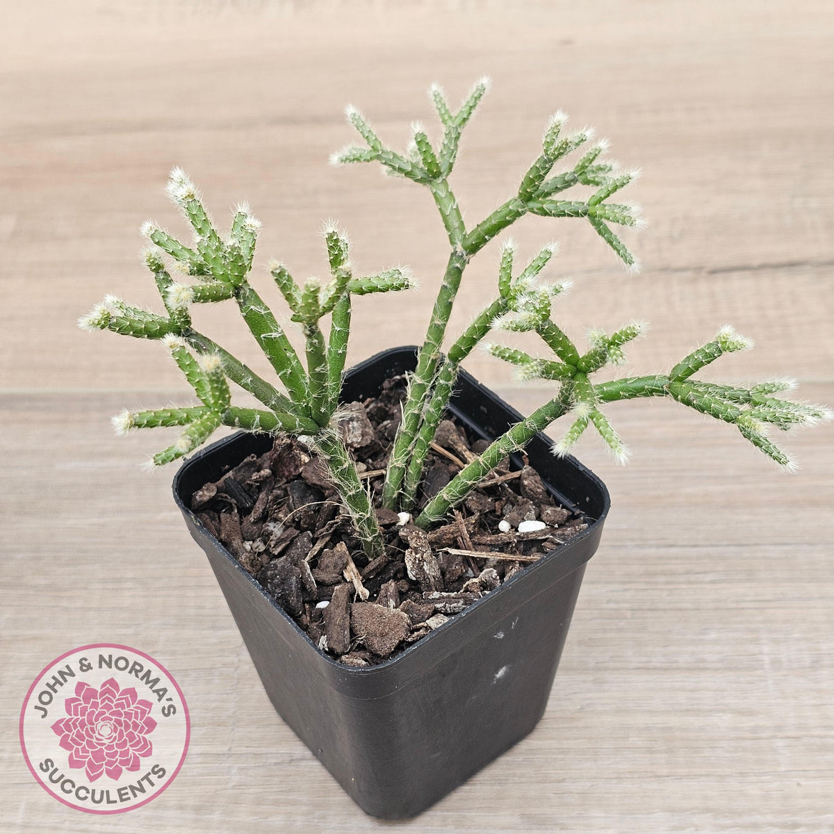 Rhipsalis pilocarpa