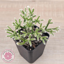 Load image into Gallery viewer, Rhipsalis pilocarpa - John & Norma's Succulents Australia