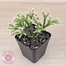 Load image into Gallery viewer, Rhipsalis pilocarpa - John & Norma's Succulents Australia