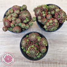 Load image into Gallery viewer, Rosularia Platyphylla