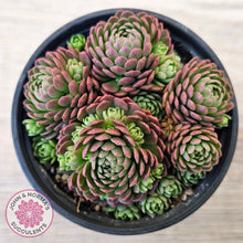 Load image into Gallery viewer, Rosularia Platyphylla