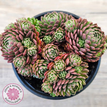 Load image into Gallery viewer, Rosularia Platyphylla