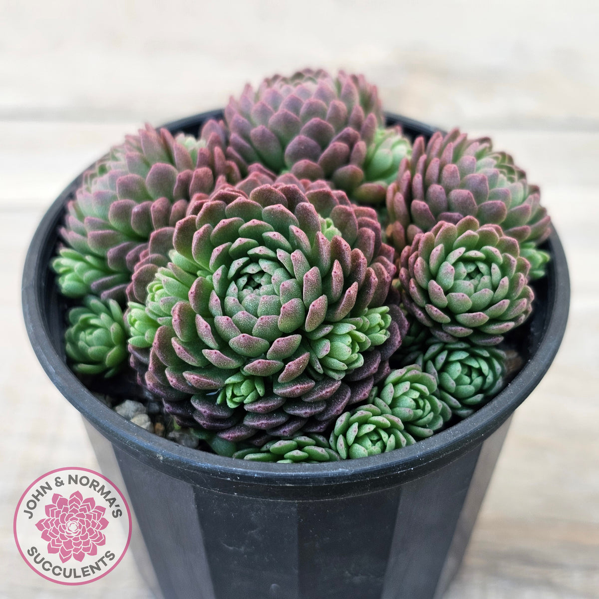 Rosularia Platyphylla
