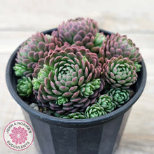 Load image into Gallery viewer, Rosularia Platyphylla