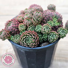 Load image into Gallery viewer, Rosularia Platyphylla