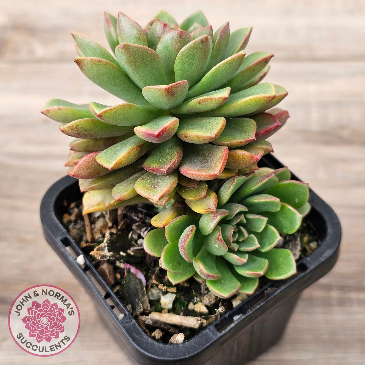 Sedeveria Darley Dale - (w pups)