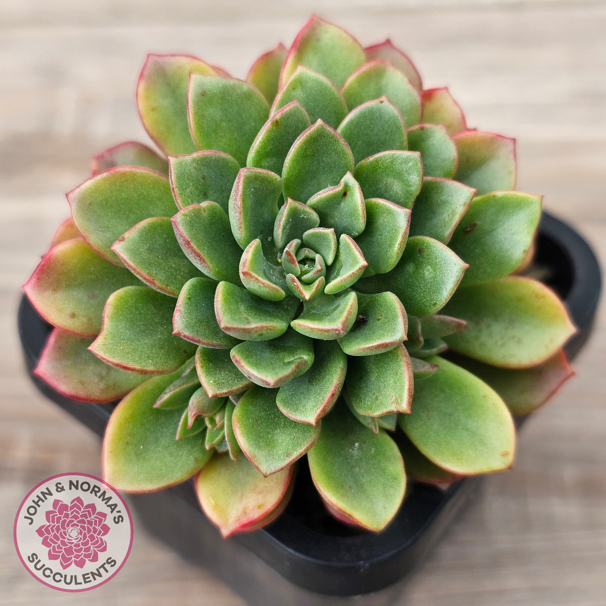 Sedeveria Darley Dale - (w pups)