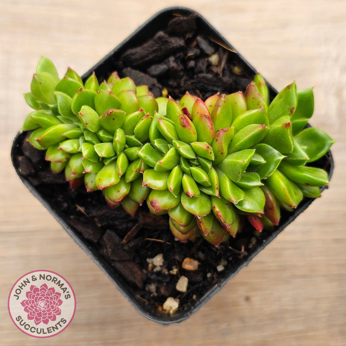 Sedeveria Letizia Crest