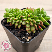 Load image into Gallery viewer, Sedeveria Letizia Crest