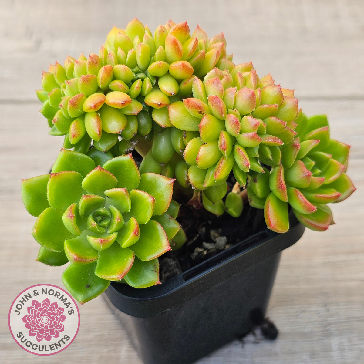 Sedeveria Letizia Crest