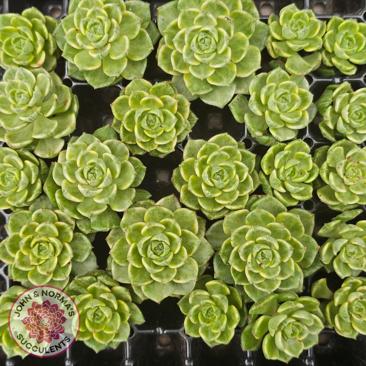 Sedeveria Letizia Variegata Cutting/s
