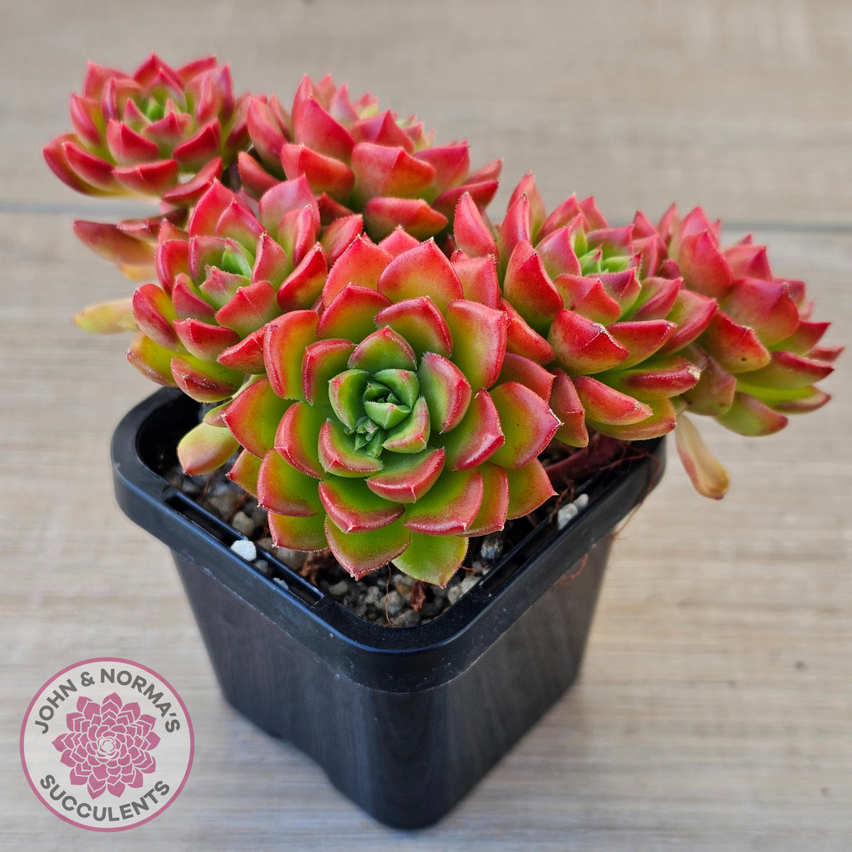 Sedeveria 'Letizia' (Multi)
