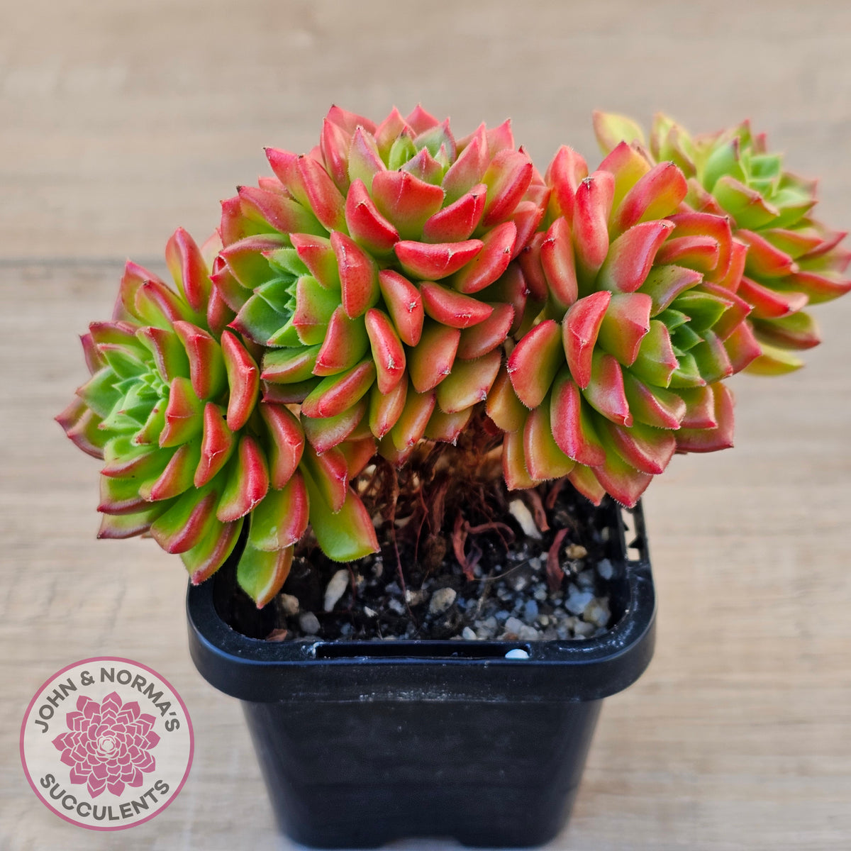 Sedeveria 'Letizia' (Multi)