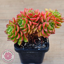 Load image into Gallery viewer, Sedeveria 'Letizia' (Multi)