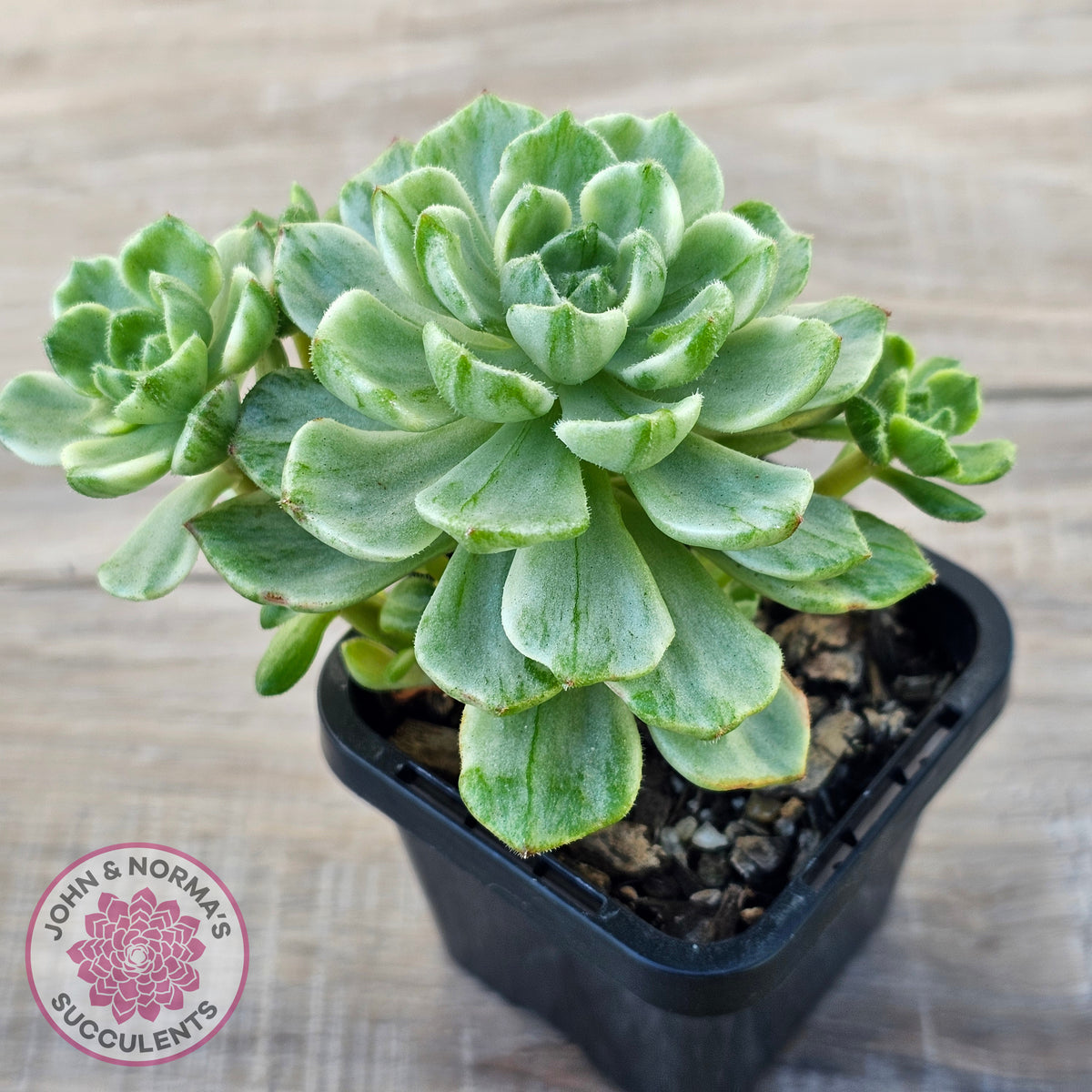 Sedeveria Letizia Variegata