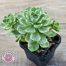 Load image into Gallery viewer, Sedeveria Letizia Variegata