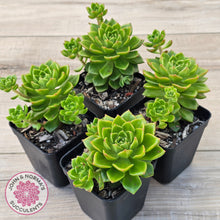 Load image into Gallery viewer, Sedeveria Letizia (w pups)