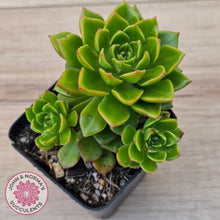 Load image into Gallery viewer, Sedeveria Letizia (w pups)