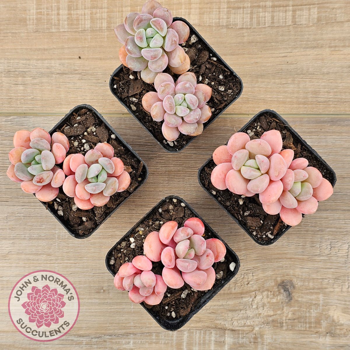 Pachyphytum Hybrid