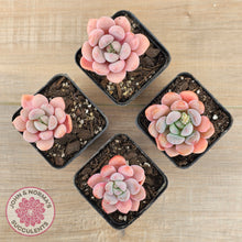 Load image into Gallery viewer, Pachyphytum Hybrid