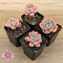 Load image into Gallery viewer, Pachyphytum Hybrid