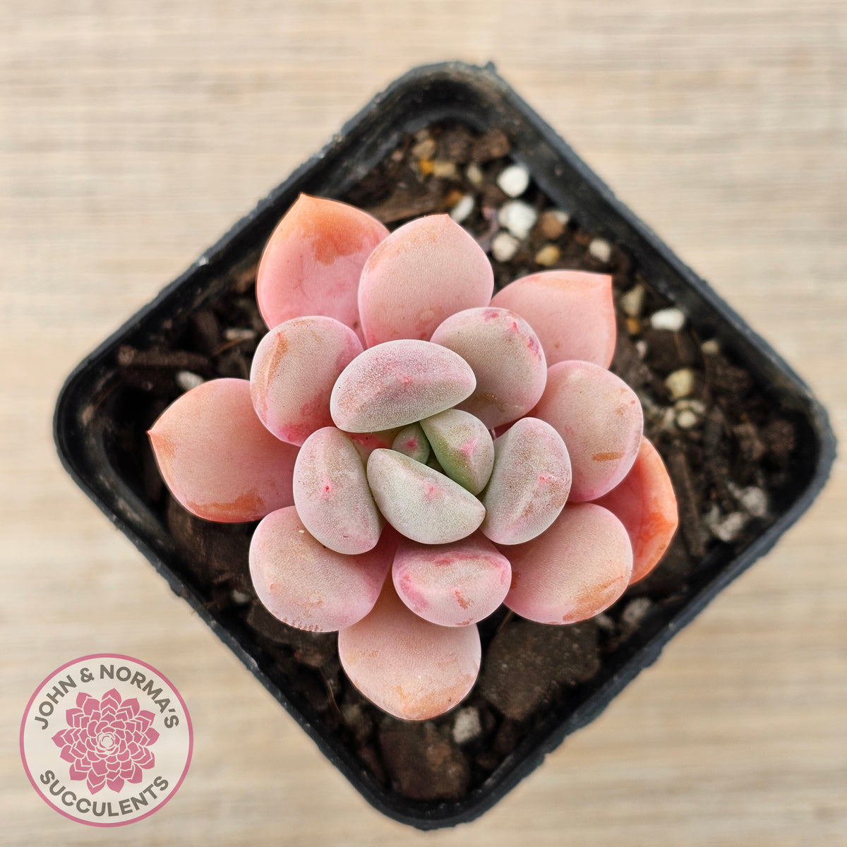Pachyphytum Hybrid