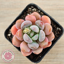 Load image into Gallery viewer, Pachyphytum Hybrid