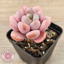 Load image into Gallery viewer, Pachyphytum Hybrid