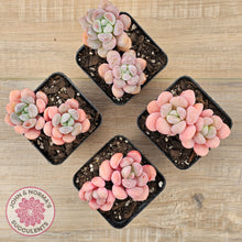 Load image into Gallery viewer, Pachyphytum Hybrid