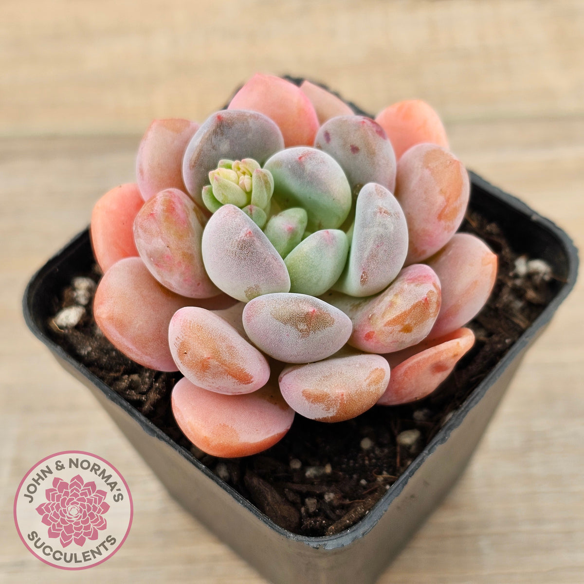 Pachyphytum Hybrid