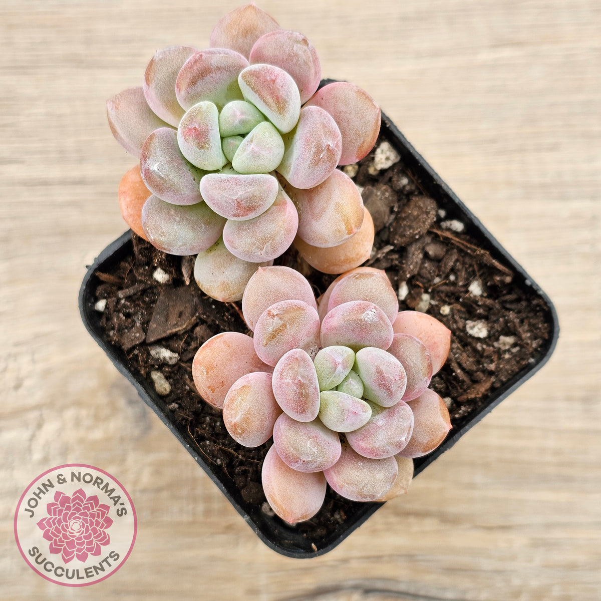 Pachyphytum Hybrid
