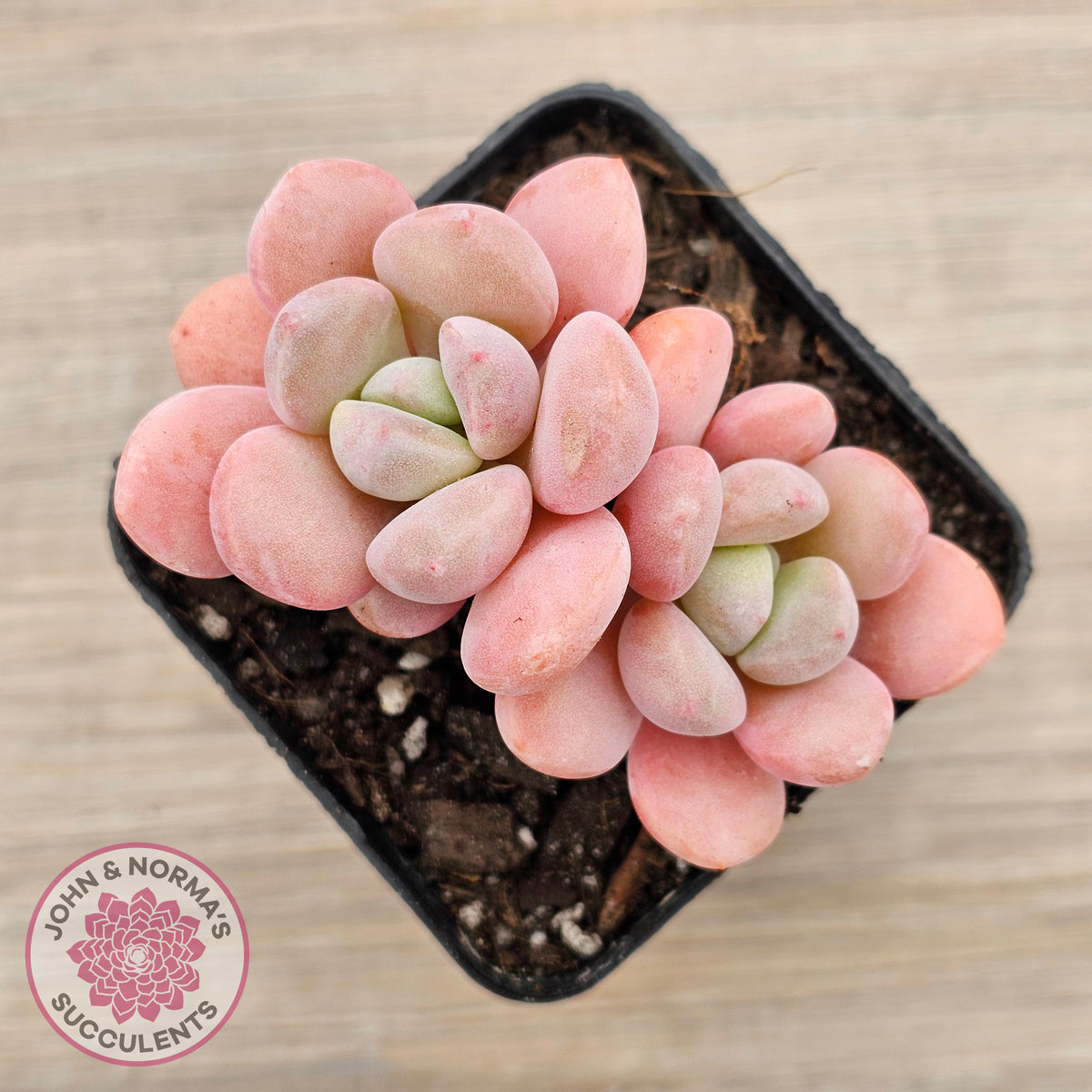 Pachyphytum Hybrid