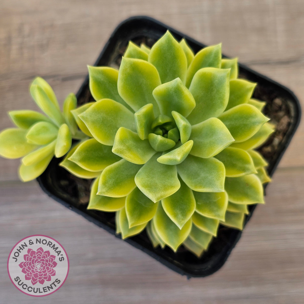 Sedeveria Markus Gold Variegation