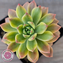 Load image into Gallery viewer, Sedeveria Markus Gold Variegation Cuttings x 2
