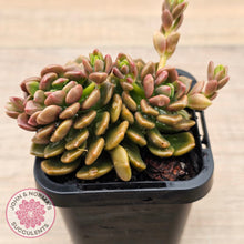 Load image into Gallery viewer, Graptosedum 'Nova' Crest