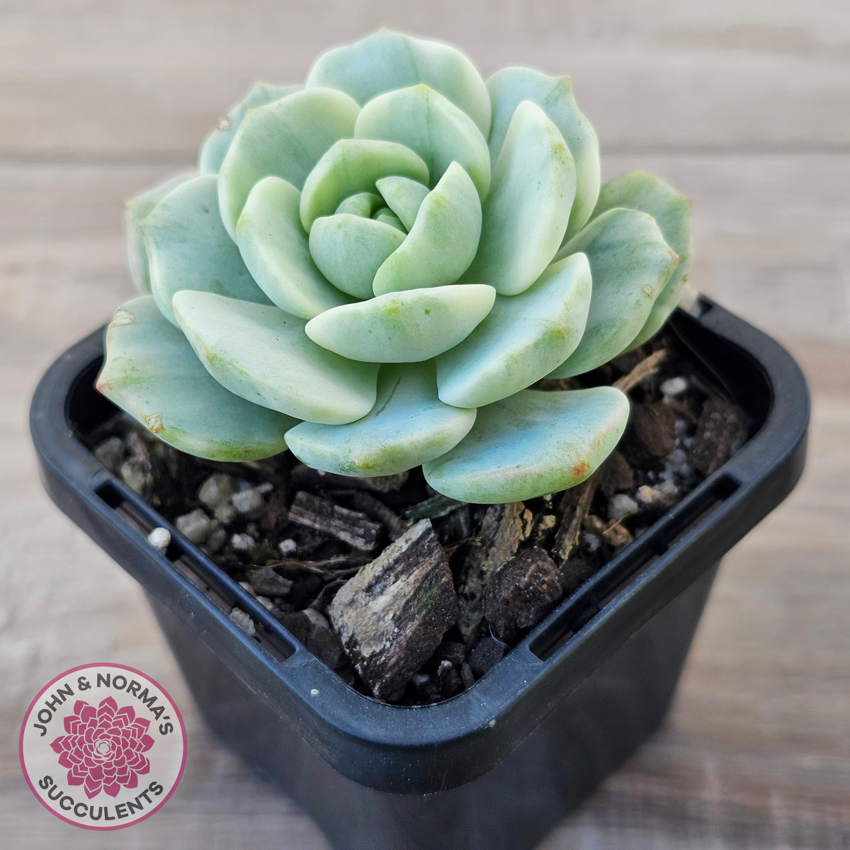 Sedeveria 'Pudgy' Variegata