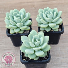 Load image into Gallery viewer, Sedeveria Pudgy - John & Norma's Succulents Australia