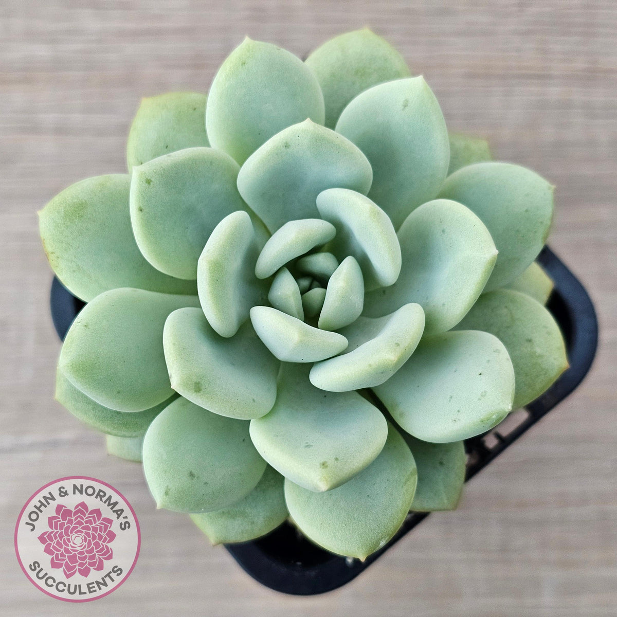 Sedeveria 'Pudgy'