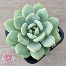 Load image into Gallery viewer, Sedeveria Pudgy - John & Norma's Succulents Australia