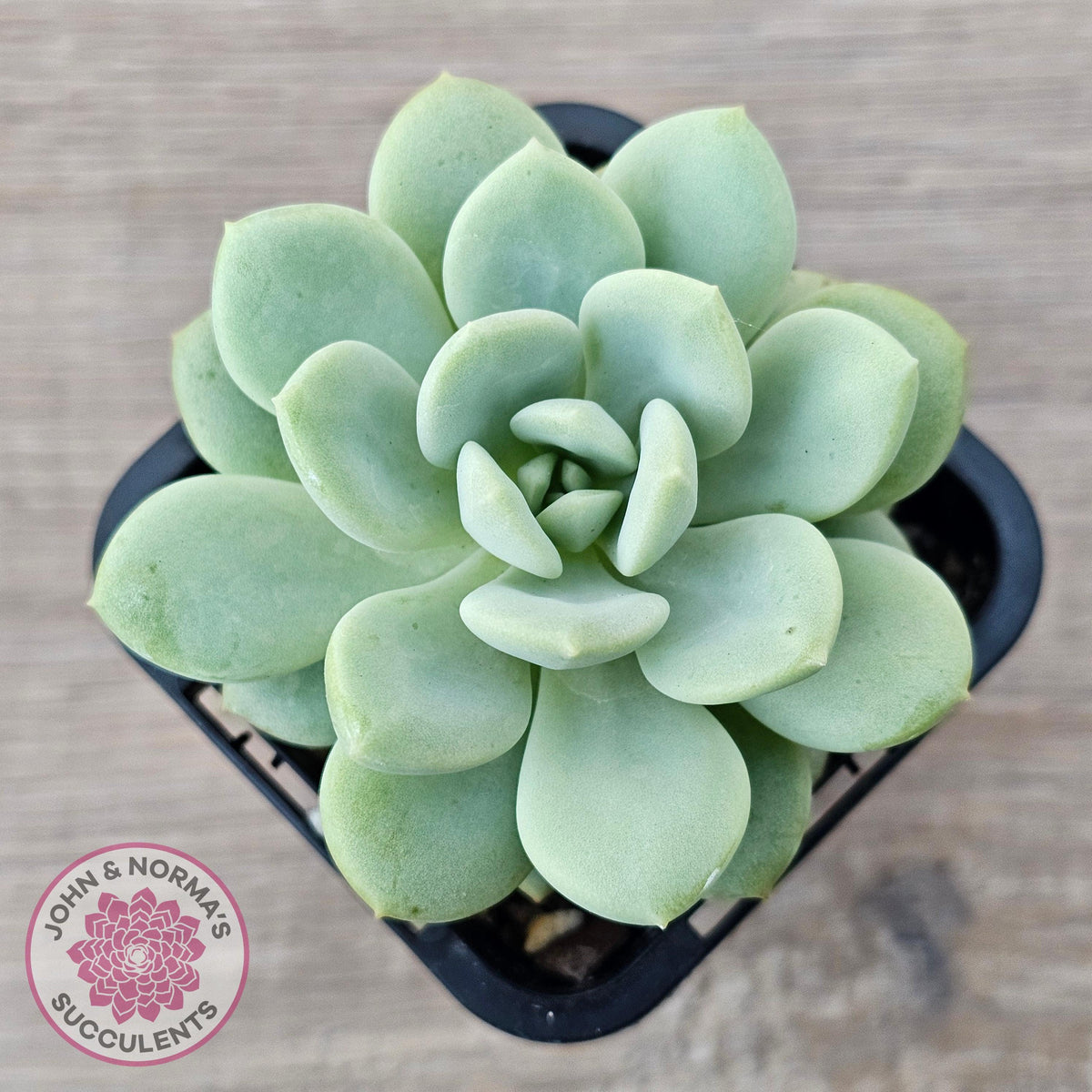Sedeveria 'Pudgy'