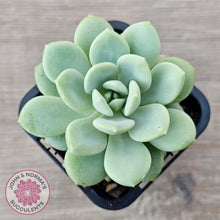 Load image into Gallery viewer, Sedeveria Pudgy - John & Norma's Succulents Australia